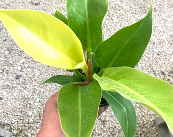 Philodendron Moonlight Lime imperial Gold Hybrid climbing plant
