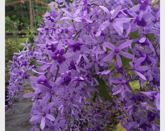 Petrea Volubis purple Queens Wreath Sandpaper vine Florida variety 1-2 ft starter plant