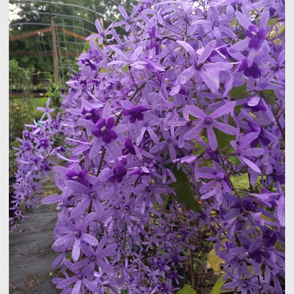 Petrea Volubis purple Queens Wreath Sandpaper vine Florida variety 1-2 ft starter plant