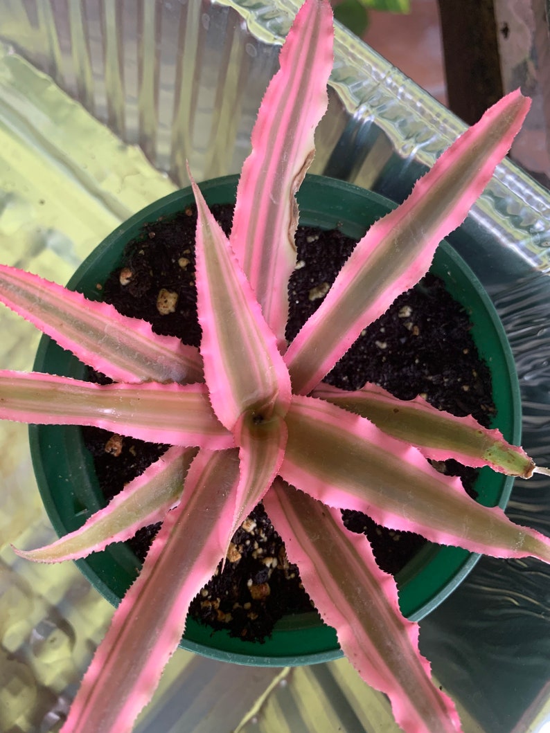 Cryptanthus bromeliad pink star mini plant in 4 pot image 2