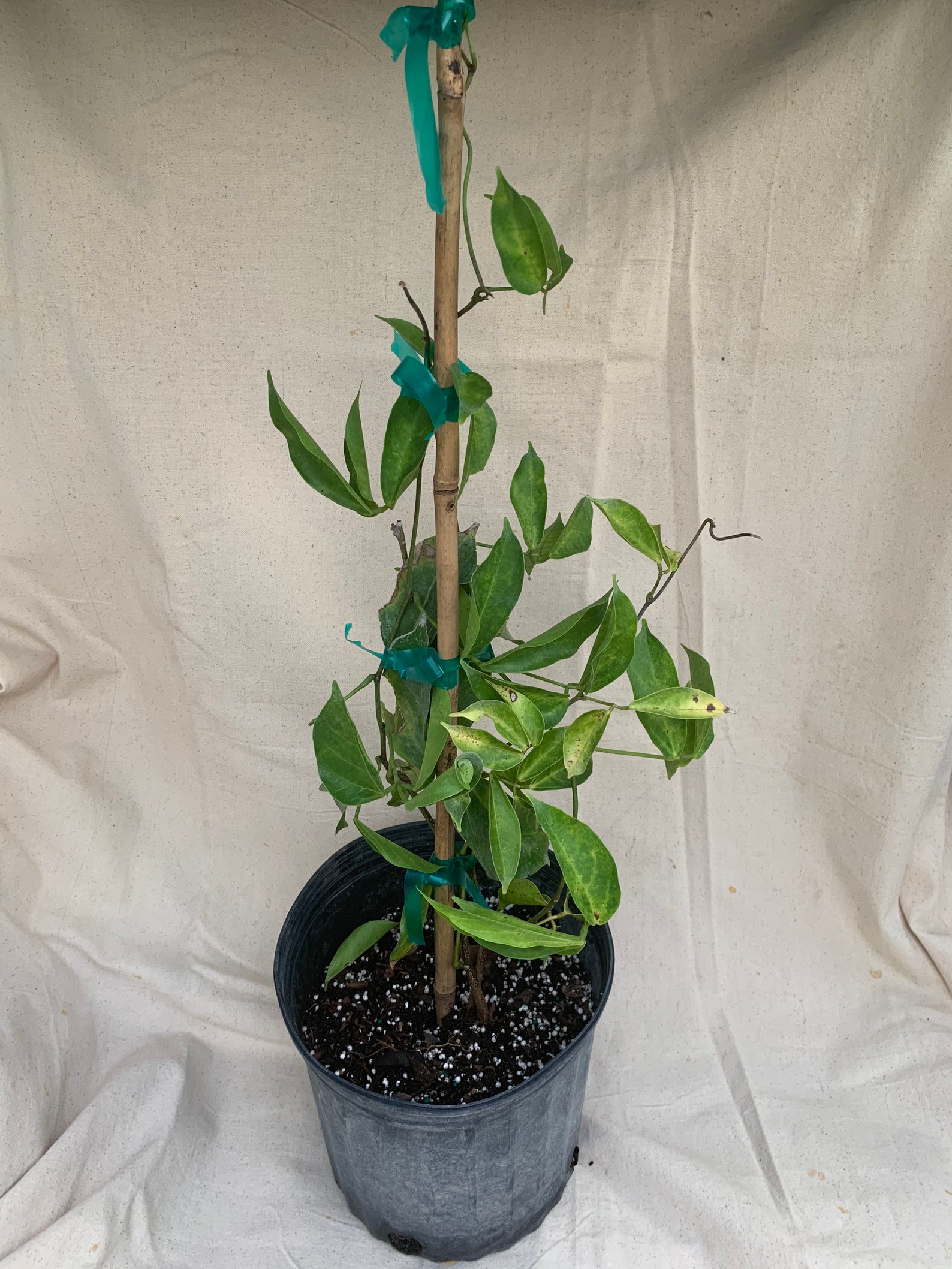 Blue Green Jade Vine Plant Tree 12 Ft Tall Vine. Strongylodon Etsy