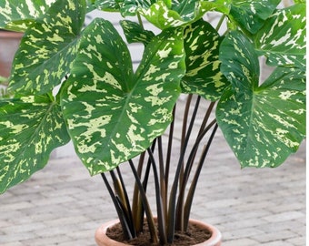 Alocasia Hilo Beauty starter plant in pot.