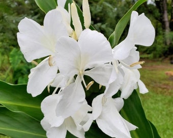 Hedychium White Butterfly Lily, rhizome parfumé de gingembre.