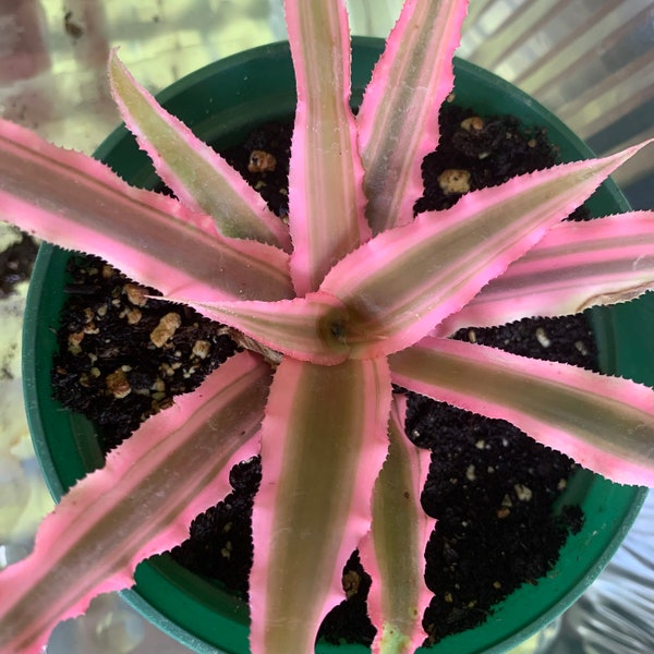 Cryptanthus bromeliad pink star mini plant in 4” pot