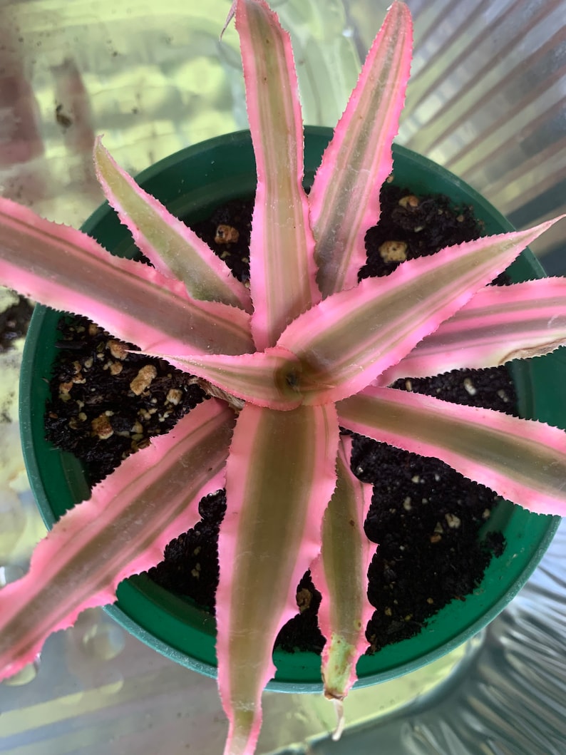 Cryptanthus bromeliad pink star mini plant in 4 pot image 1
