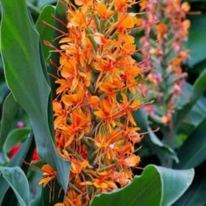 Hedychium Coccineum Orange Scarlet Ginger rhizome Zingiberaceae. image 2