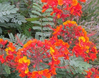 Red Pride of Barbados starter plant 3-6” in  4” pot caesalpinia  Pulcherrima Peacock flower Mexican bird of paradise