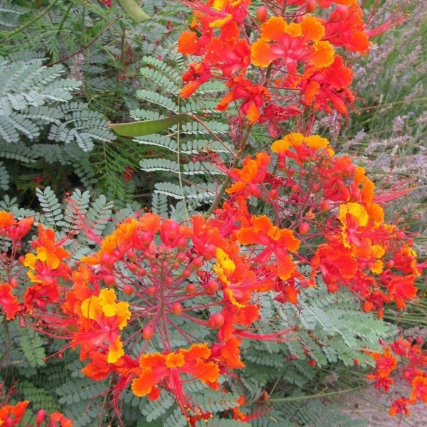 Red Pride of Barbados starter plant 3-6” in  4” pot caesalpinia  Pulcherrima Peacock flower Mexican bird of paradise