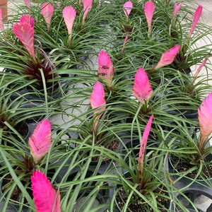 Tillandsia Cyanea bromeliad Pink Quill Air plant Wallisia plant in 4 pot image 3