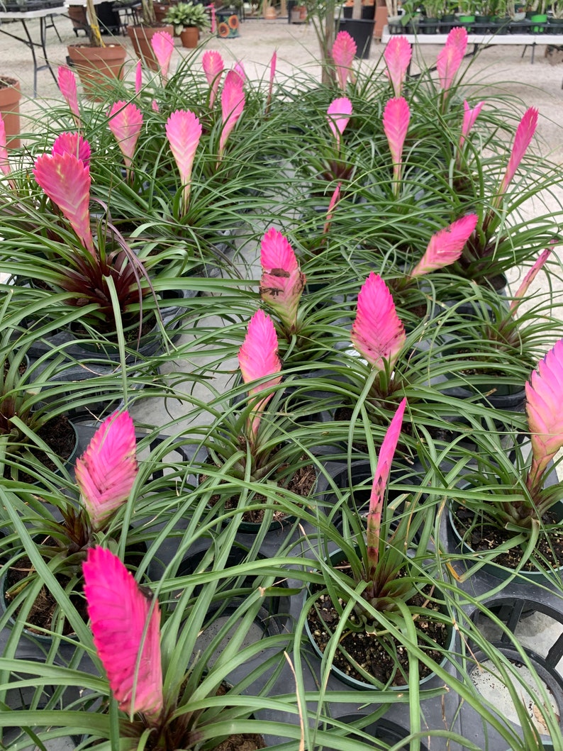 Tillandsia Cyanea bromeliad Pink Quill Air plant Wallisia plant in 4 pot image 3