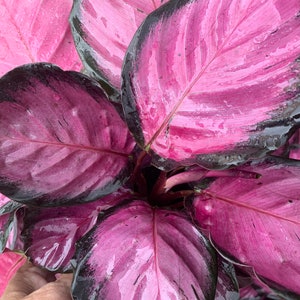 Calathea Picturata crimson Roseopicta Rosy Purple Hot Pink plant in pot