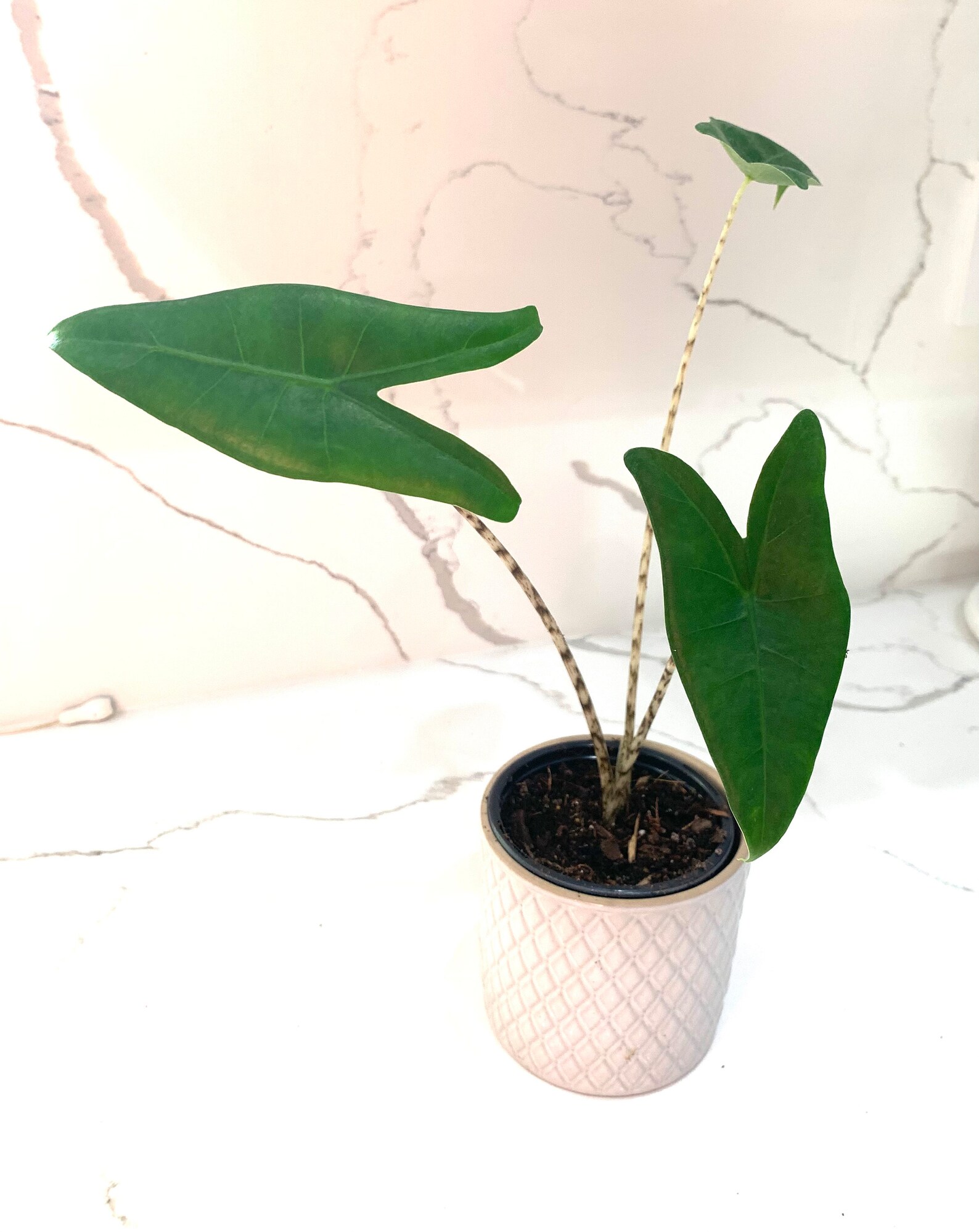 Alocasia Zebrina Reticulata Rare Exotic Elephant Ear Live Etsy