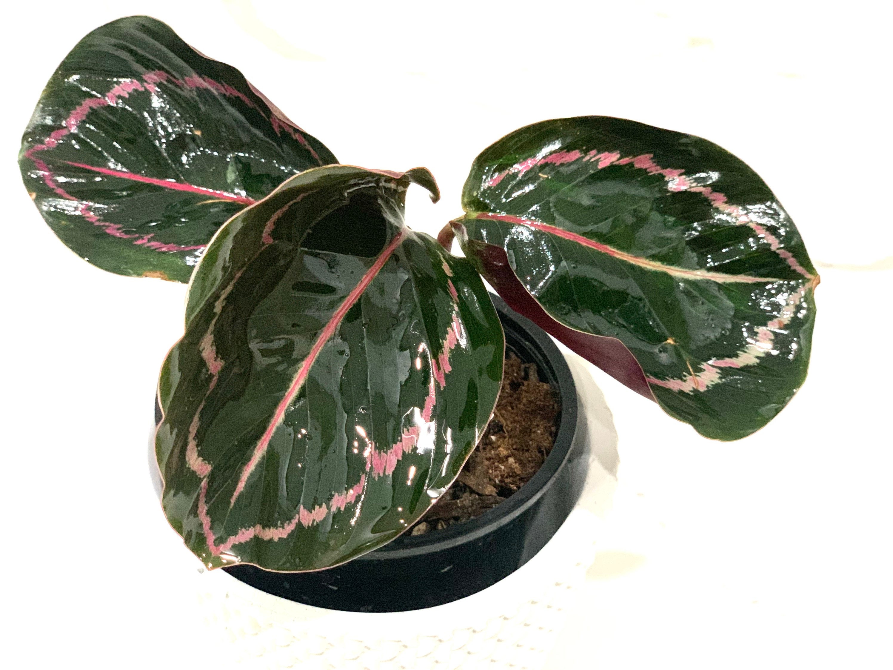 Calathea Jungle Rose Roseopicta Illustris Prayer Plant in 4 Pot - Etsy  Canada
