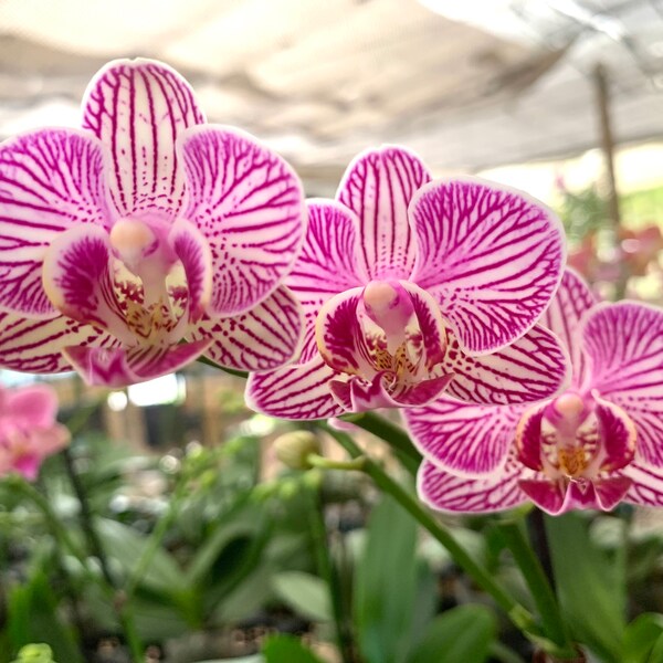 Phalaenopsis Pink and white  stripped variegated orchid in bloom in medium pot