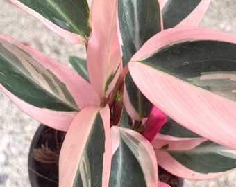 Stromanthe Sanguinea Triostar Tricolor Thalia prayer plant