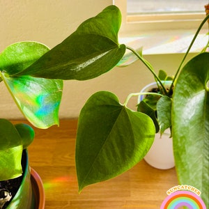 Pu&ograve; includere: Primo piano di una pianta verde da interno con foglie a forma di cuore. La pianta &egrave; in un vaso bianco e si trova su una superficie di legno. Le foglie sono illuminate dalla luce del sole, creando un effetto arcobaleno.