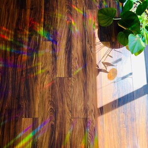 Op de afbeelding: Een houten vloer met een regenboogprisma-licht dat op het oppervlak reflecteert. Een plant in een pot met grote groene bladeren bevindt zich in de rechterbovenhoek van de afbeelding.