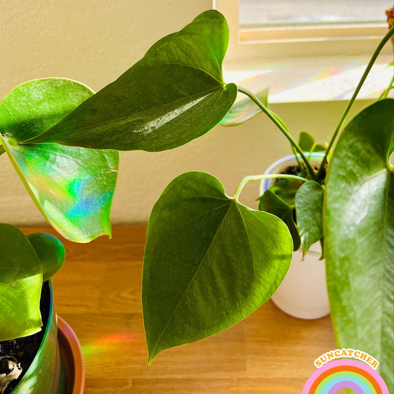 Op de afbeelding: Een close-up van een groene kamerplant met hartvormige bladeren. De plant staat in een witte pot en staat op een houten oppervlak. De bladeren worden verlicht door zonlicht, waardoor een regenboog-effect ontstaat.