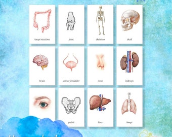 HUMAN BODY Montessori 3 part cards⁕ 24 Editable Cards ⁕ Multilingual possibility ⁕4 fonts⁕ Nomenclature ⁕ Vocabulary ⁕Printable ⁕ Biology