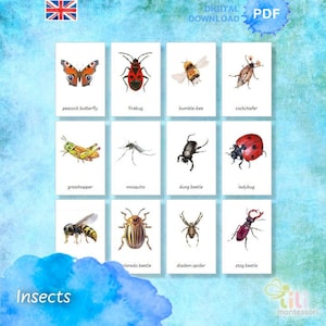 Puede incluir: Un conjunto de 12 tarjetas ilustradas con diferentes insectos, incluyendo una mariposa pavo real, un insecto de fuego, un abejorro, un escarabajo, un saltamontes, un mosquito, un escarabajo pelotero, una mariquita, un escarabajo de la patata, una araña diadema y un ciervo volante. Las tarjetas son blancas con texto negro y están dispuestas en una cuadrícula.