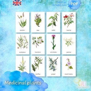 PLANTES MEDICINALES Cartes Montessori en 3 parties ⁕24 Cartes modifiables ⁕ Options multilingues⁕ 4 polices ⁕ Nomenclature ⁕ Vocabulaire ⁕Imprimable ⁕ Biologie