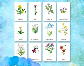 WILD FLOWERS Three part cards Montessori ⁕ 24 Editable Cards ⁕ Multilingual options⁕ 4 fonts ⁕ Nomenclature ⁕ Vocabulary ⁕Printable⁕ Biology