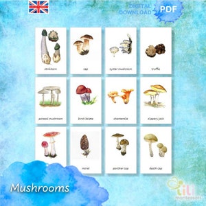 PILZE 3 Teilige Karten Montessori ⁕ 24 Editierbare Karten⁕ Mehrsprachige Optionen⁕ 4 Schriftarten ⁕Nomenclature⁕Vocabulary⁕Printable ⁕ Nature education⁕
