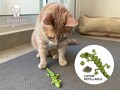 Lizard Toy REFILLABLE, CATNIP FILLED Cat Toy. Catnip, Valerian root or Silver Vine Refillable. Articulated and Interactive toy