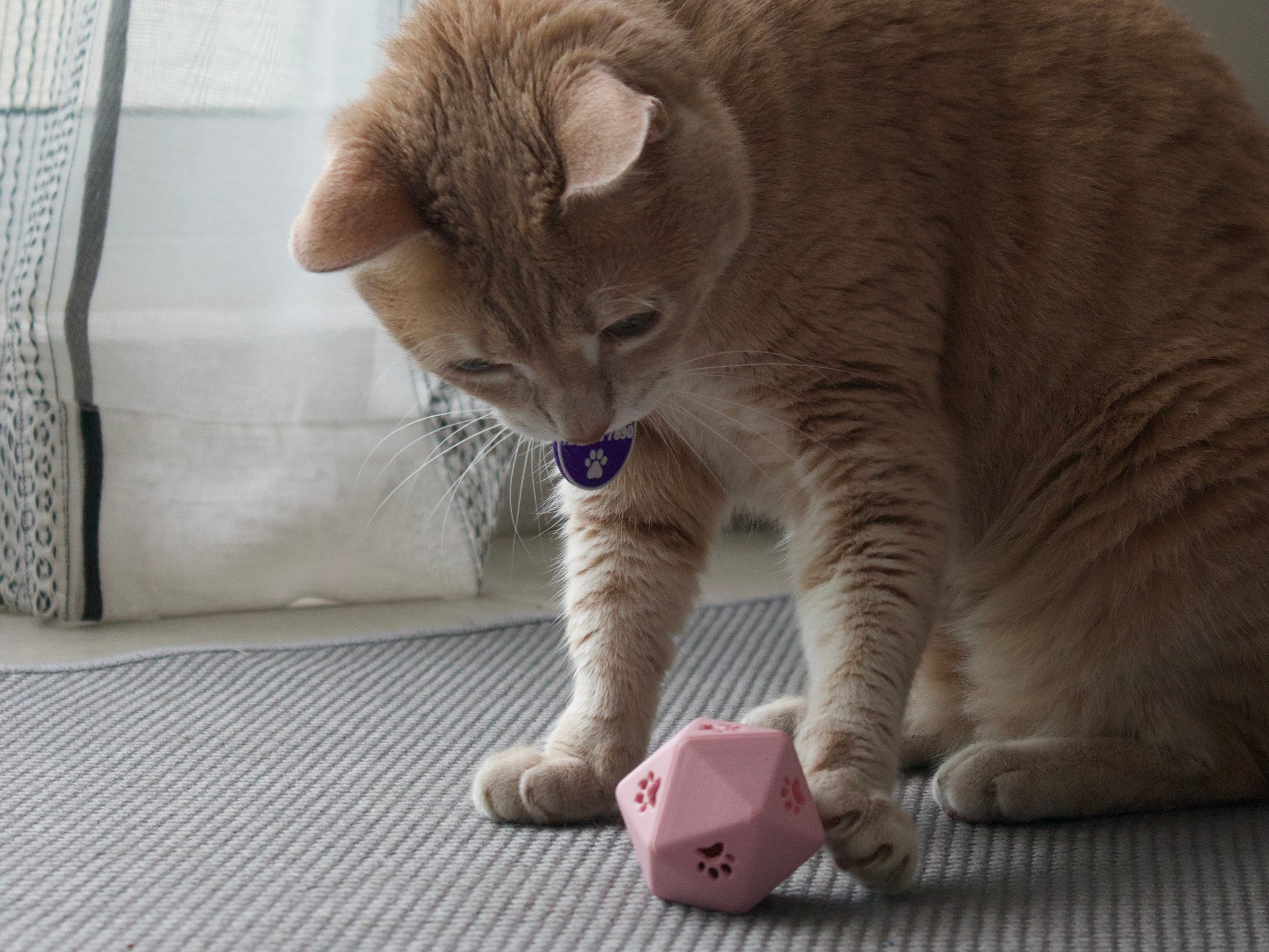 D20 cat toy cheap