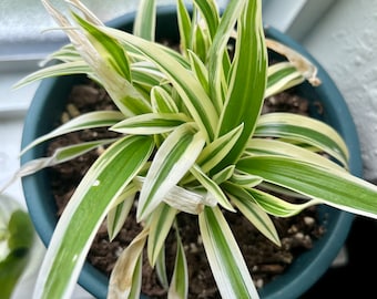 Spider plant live 3” pot