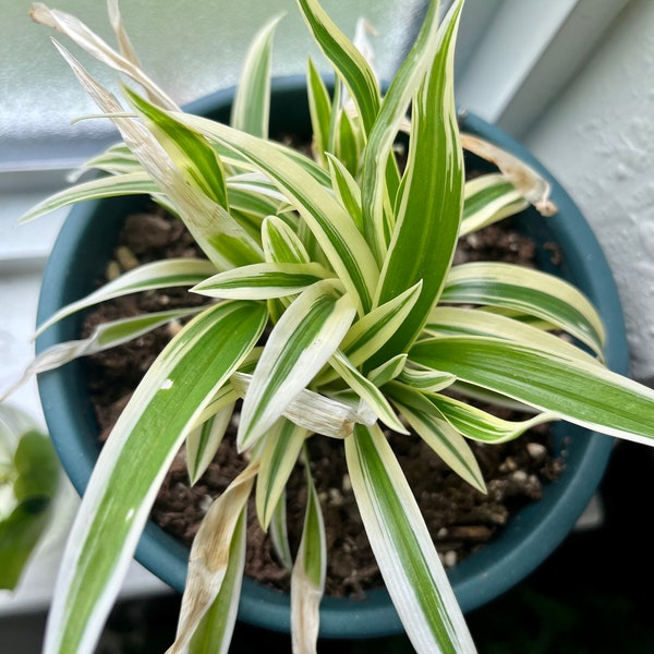 Spider plant live 3” pot