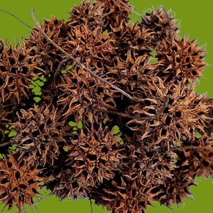 May include: Close-up of a cluster of brown, spiky seed pods against a green background. The pods have a star-like shape with numerous sharp points. The image highlights the natural texture and intricate details of the dried seed heads.