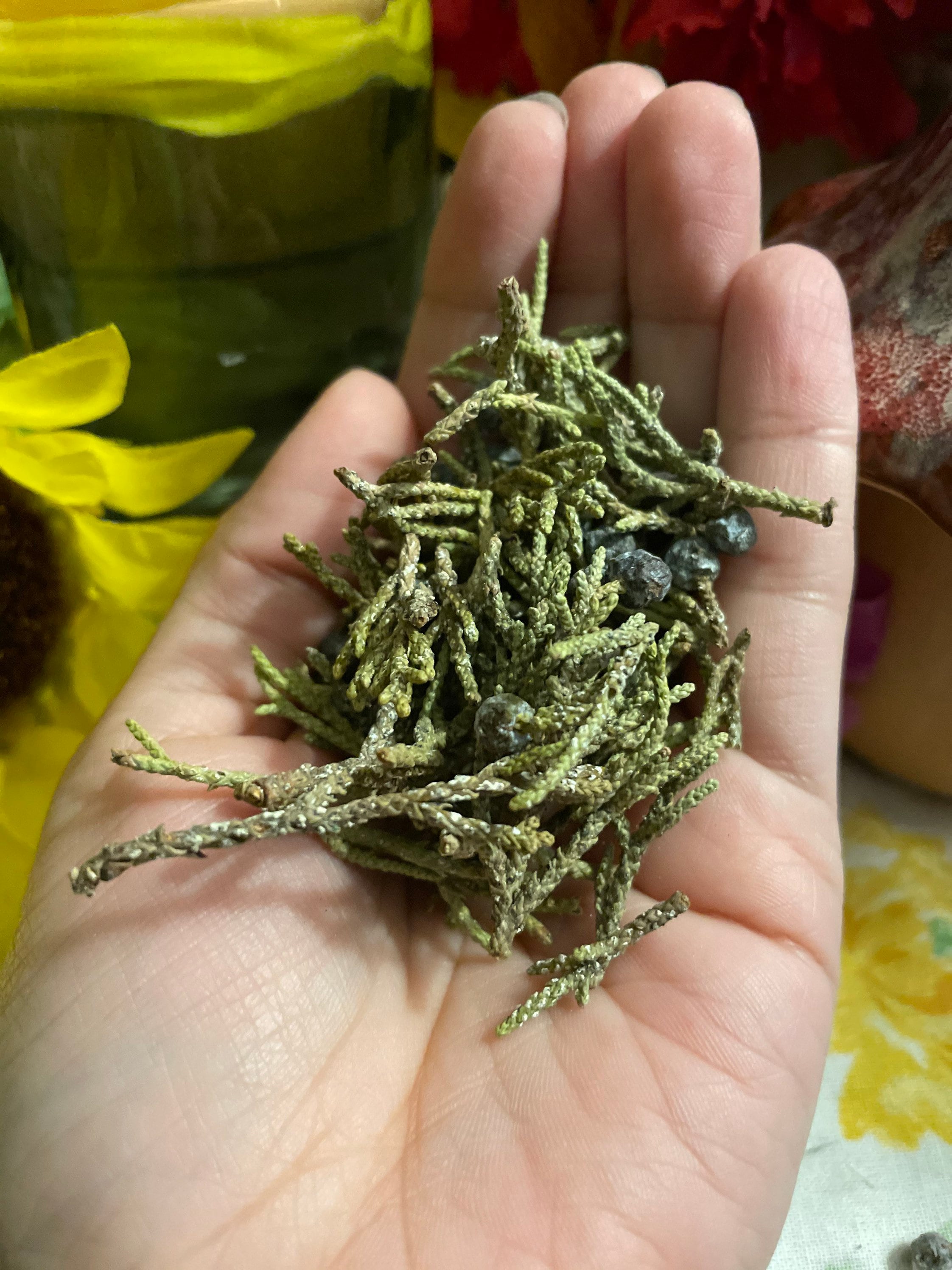 Dried Juniper Leaves and Berries Etsy