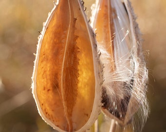 Milkweed Couple