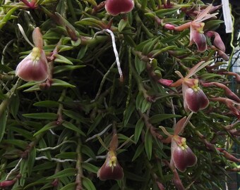 Epidendrum peperomia (orchid)