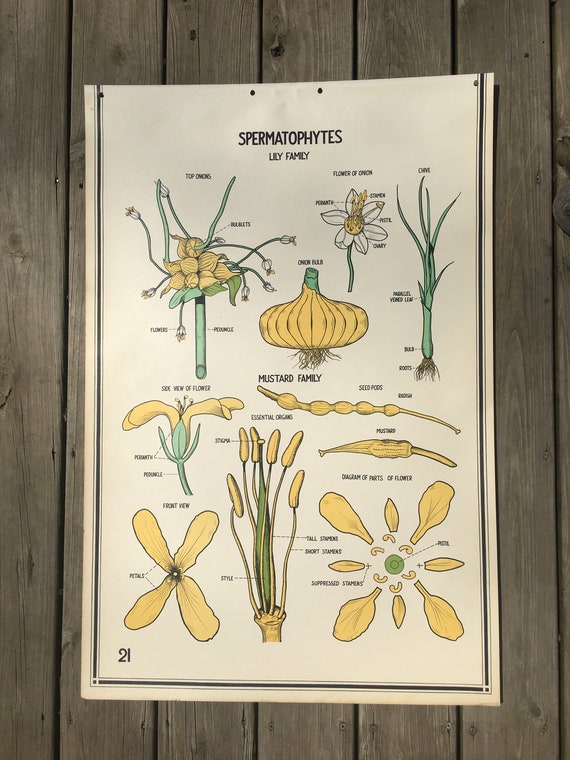 Lily and Mustard Families Vintage School Science Chart or Etsy