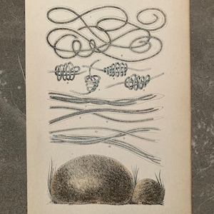 Hand-painted botanical print of algae from 1887 - spiral look