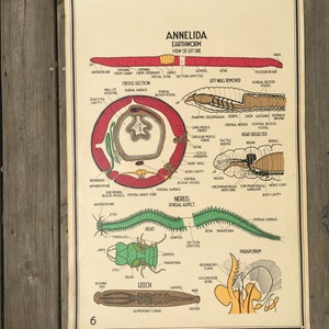 Earthworm and Leech - Vintage School Science Chart or Poster