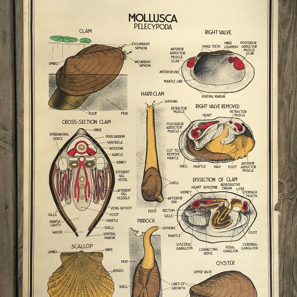 Clams, Oysters, Scallops - Vintage School Science Chart or Poster
