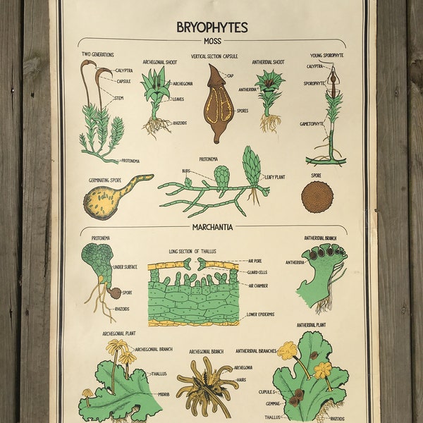 Moss and Liverworts - Vintage School Science Chart or Poster