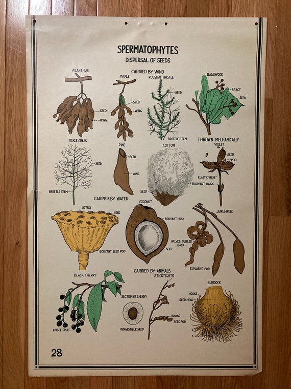 Seed Dispersal Vintage School Science Chart or Poster | Etsy