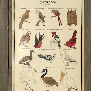 Aves y aves acuáticas - Vintage School Science Chart o Cartel