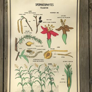 Pollination - Vintage School Science Chart or Poster