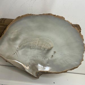 May include: A large, iridescent, pearlescent seashell with a rough, brown edge. The shell has a smooth, reflective surface with a central, textured area. The shell is resting on a small, rectangular, brown object.