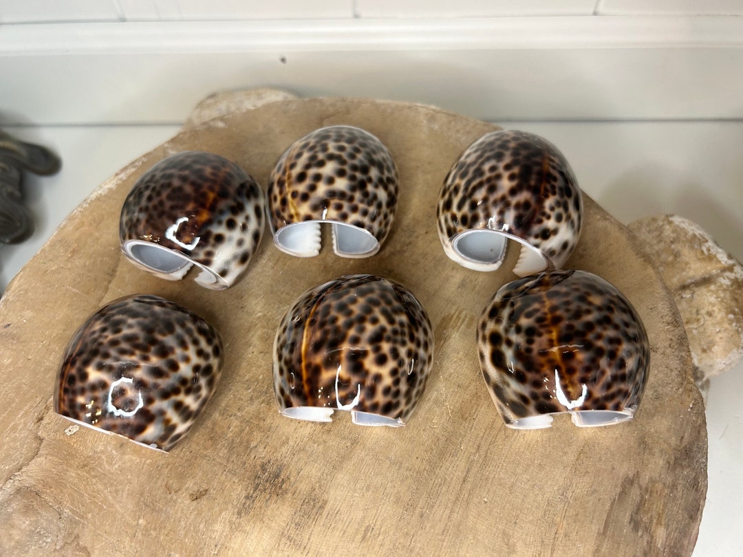 Seashell Napkin Rings Cowrie Shell Napkin Rings Set of 6 Beach Home ...