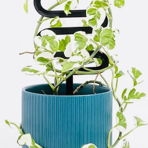May include: A green and white variegated plant with white veins growing in a blue ceramic pot with a black metal plant support in the shape of a spiral.