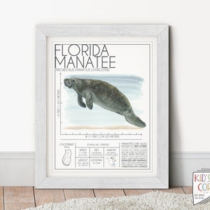 Florida Manatee, Watercolor Hand-Painted Marine Animals, Educational Prints, Endangered Zoology Art, Habitat Infographic, DIGITAL DOWNLOAD