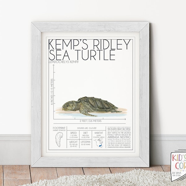 Kemps Ridley Meeresschildkröte, Handgemaltes Aquarell Reptil, Wild, Gefährdetes Tier, Tier Infographic, Zoology Educational Print, DIGITALER DOWNLOAD