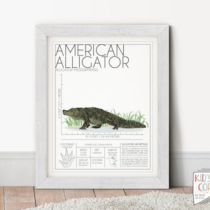 American Alligator, Reptile Watercolor Painting, Zoology Educational Print, Animal Infographic, Footprint, Habitat, Size, DIGITAL DOWNLOAD