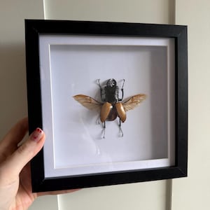 Yellow Stag Beetle